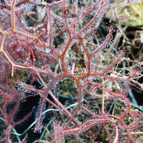 Drosera multifida extrema