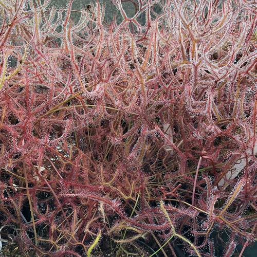 Drosera multifida extrema