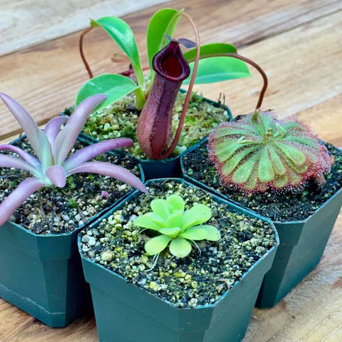 Collection of Tropical Plants