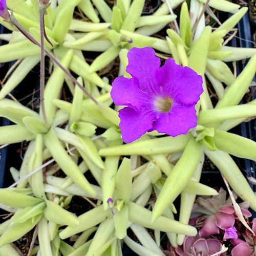 Pinguicula moctezumae x gigantea for Sale | Sarracenia Northwest