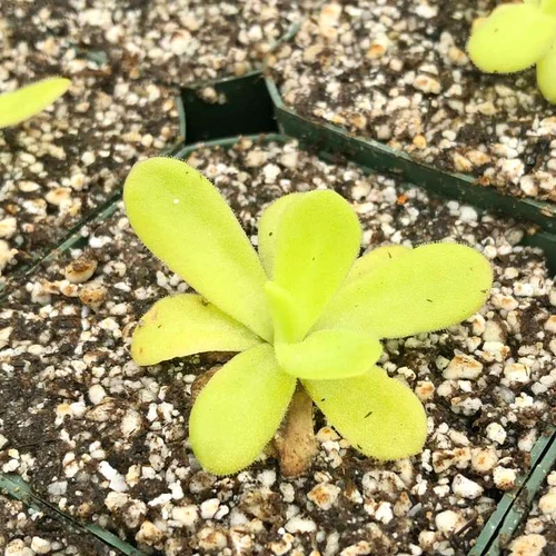 Pinguicula agnata for sale.