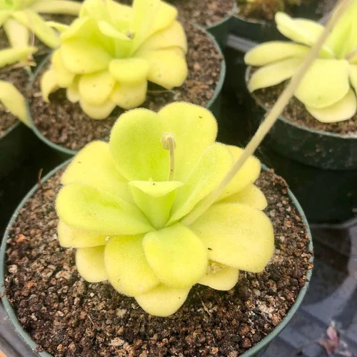 Pinguicula agnata