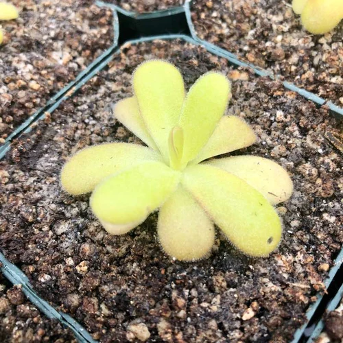 Pinguicula agnata