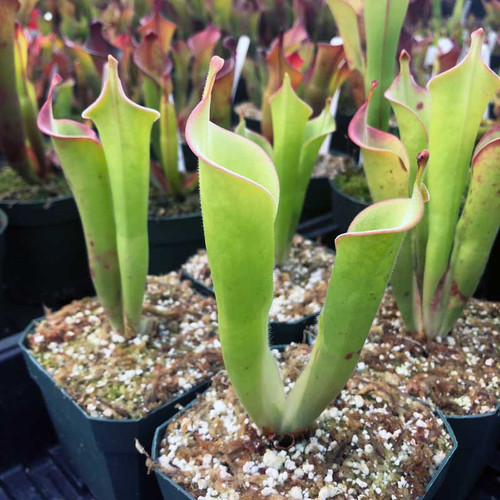 Heliamphora tatei, mother plant.