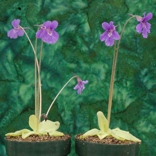 Pinguicula grandiflora