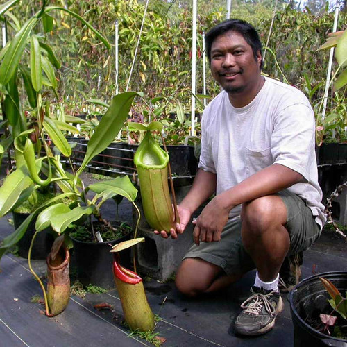 Nepenthes Caesar at Leilani Nepenthes Nursery.