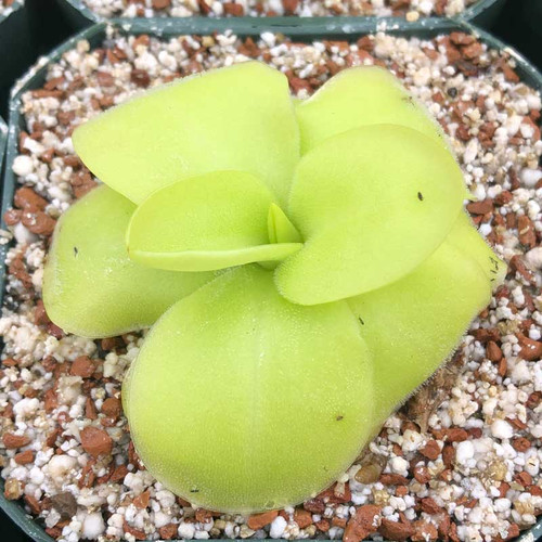 Pinguicula Gina for Sale