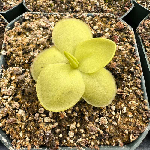 Pinguicula Gina for Sale