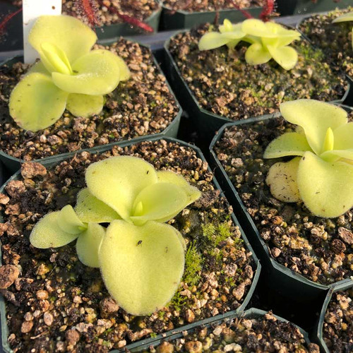 Pinguicula gigantea