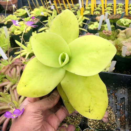 Pinguicula gigantea