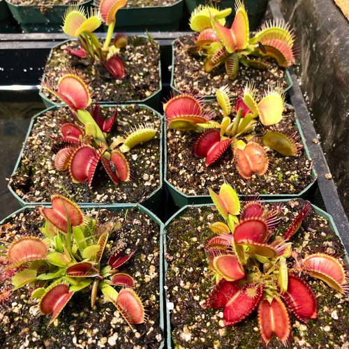 B52 Flytrap for Sale. Grow Carnivorous Plants!