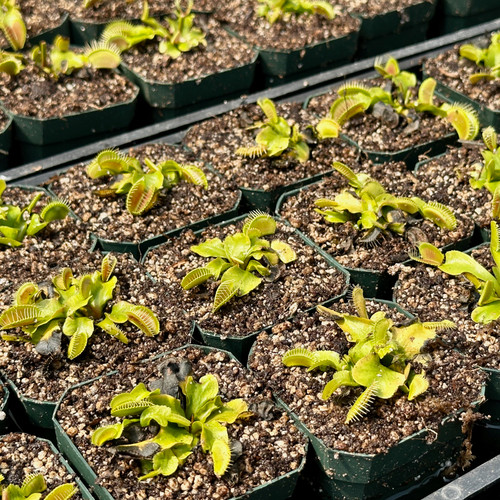 Dionaea B52 Flytrap
