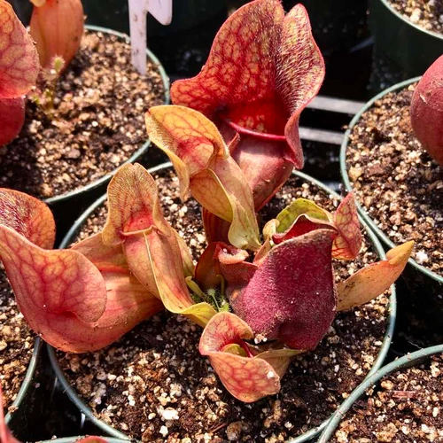 Sarracenia rosea for Sale