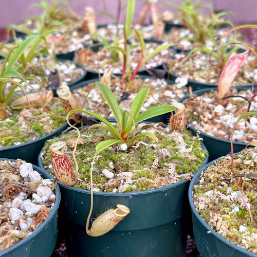 Nepenthes glabrata (Rooted Cutting)