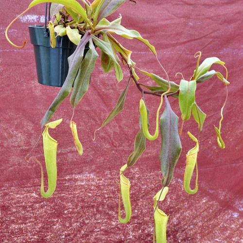 Nepenthes curtisii, mother plant