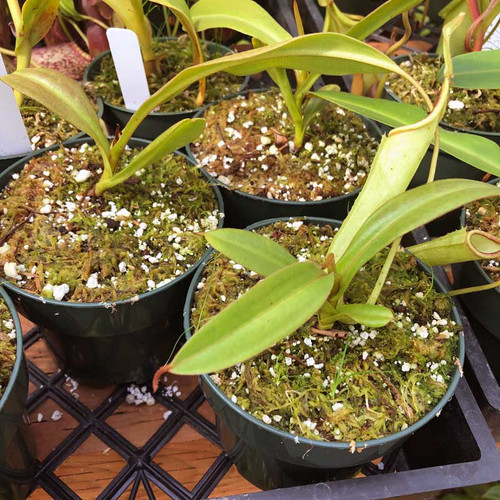 Nepenthes curtisii for Sale