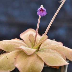 Pinguicula Titan