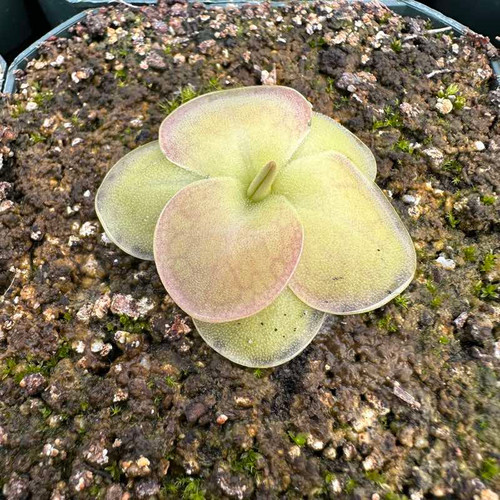 Pinguicula moranensis