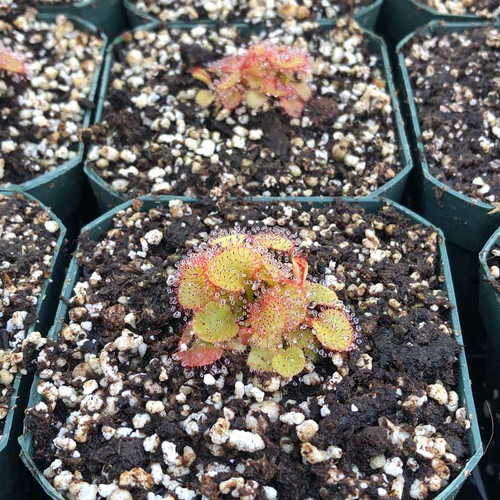 Drosera prolifera x schizandra for Sale