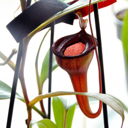 Nepenthes jamban, upper pitcher.