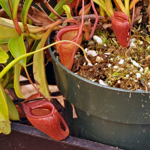 Nepenthes jamban, lower pitchers.