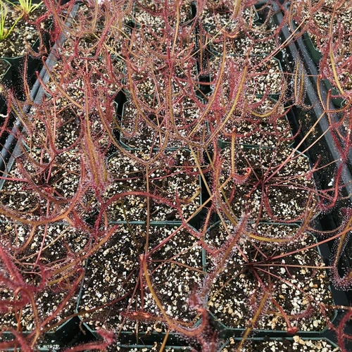 Drosera Marston's Dragon