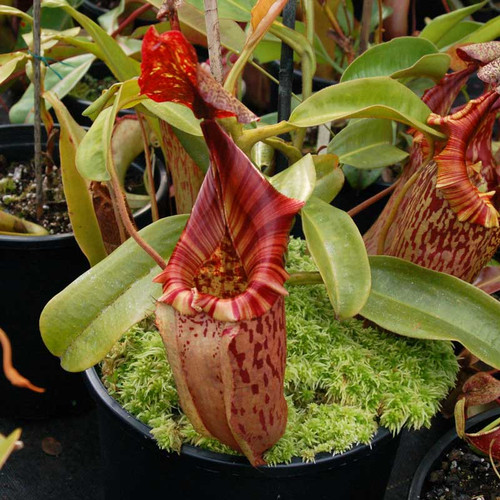 Nepenthes x tiveyi, Red Queen in Hawaii, 2006.
