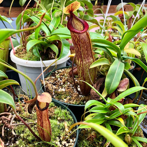 Nepenthes ventricosa x hamata, mother plant.