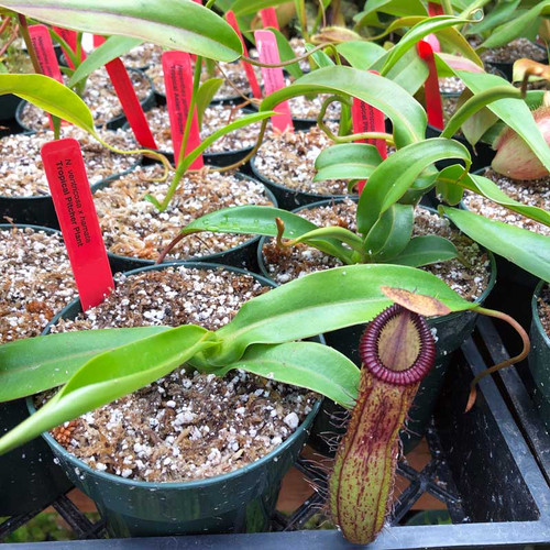 Nepenthes ventricosa x hamata for Sale.