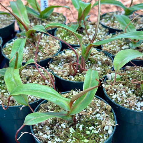 Nepenthes burkei x hamata (Rooted Cutting)