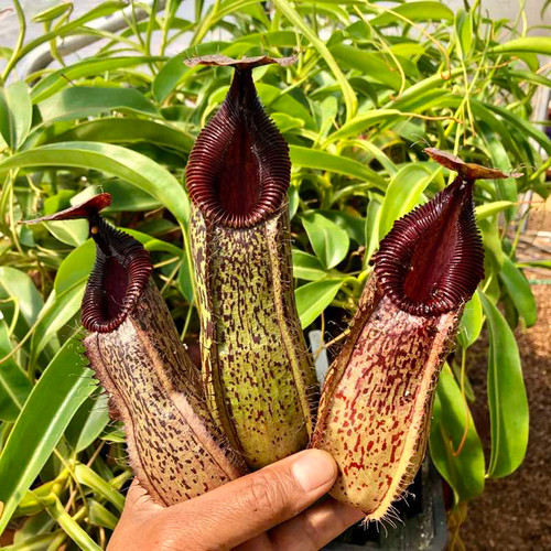 Nepenthes burkei x hamata (Rooted Cutting)