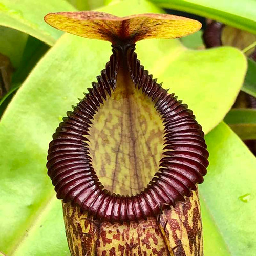 Nepenthes burkei x hamata for sale. Grow Carnivorous Plants!
