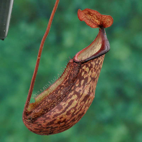 Nepenthes Raven
