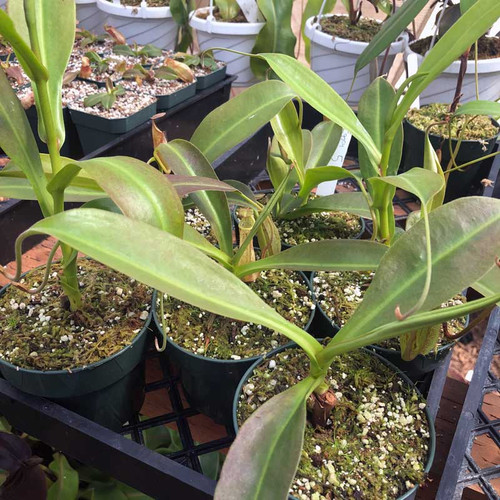 Nepenthes Fancy Fish for Sale