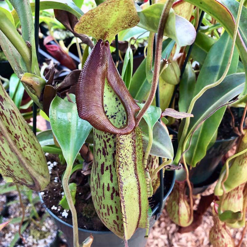Nepenthes Fancy Fish, mother plant