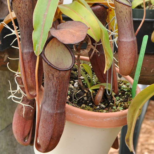 Nepenthes Black Knight, mother plant.