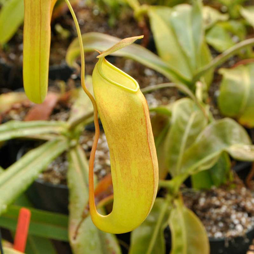 Nepenthes Black Knight, upper pitcher.
