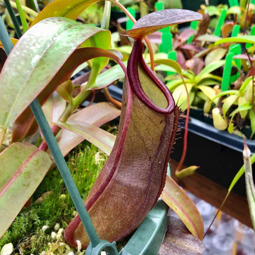 Nepenthes Black Knight, mother plant.