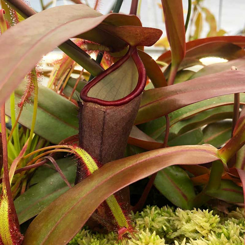 Nepenthes Black Knight, mother plant.