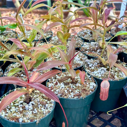 Nepenthes Black Knight (Rooted Cutting)