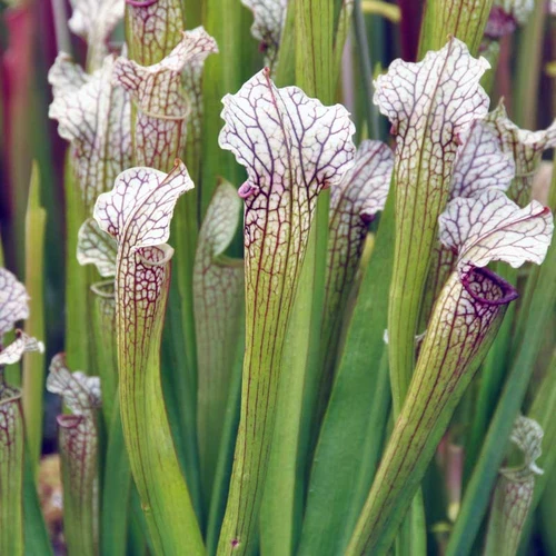 Sarracenia White Sparkler