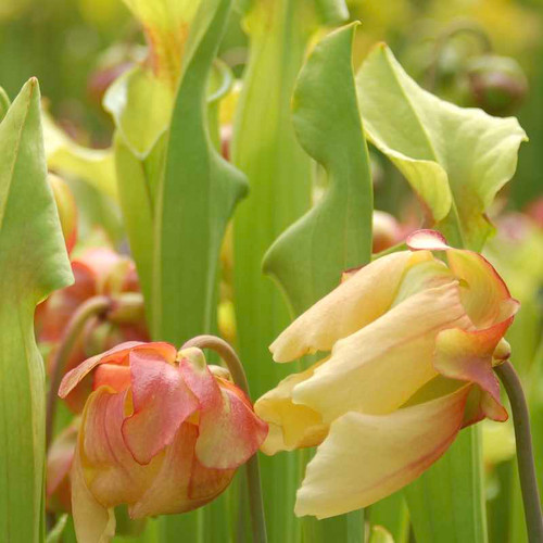 Sarracenia Funky Flower
