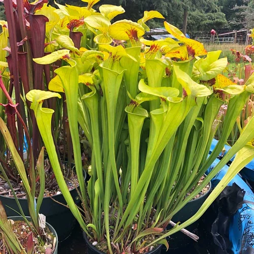 Sarracenia Beefcake, mother plant for divisions.