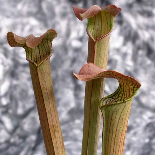 Sarracenia rubra gulfensis
