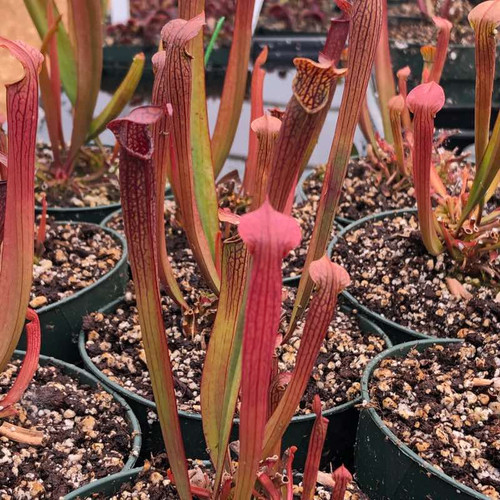 Sarracenia rubra gulfensis