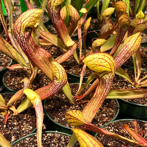 Sarracenia Doodle Bug for Sale