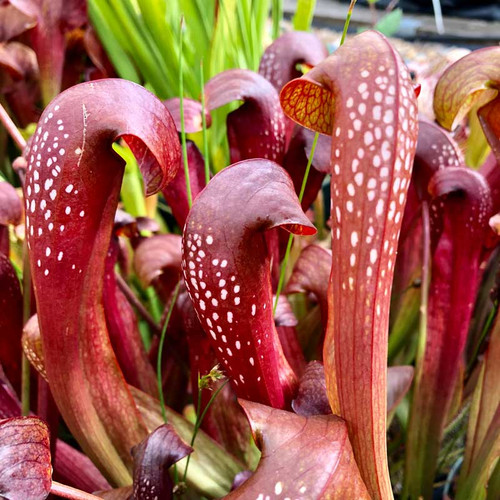 Sarracenia Red Minor