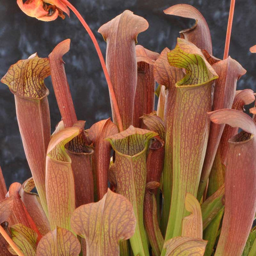 Sarracenia x Red Bug for sale.