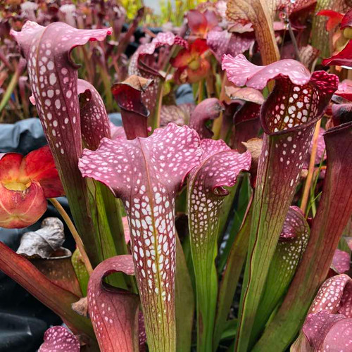 Sarracenia leucophylla x minor