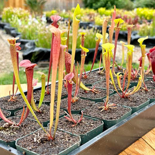 Feist Dog Sarracenia (SMALL)